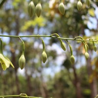 Furcraea foetida (L.) Haw.